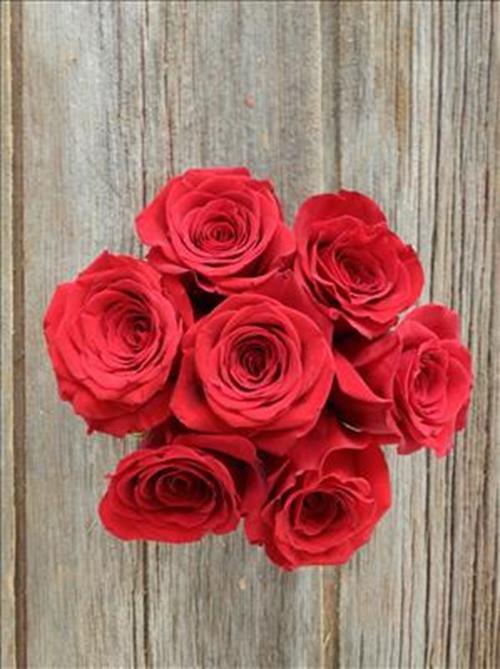 Wholesale Freedom Red Roses Delivered Online FlowerFarm